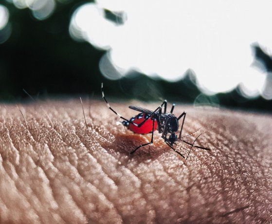 Cómo siguen los casos de dengue en la Provincia