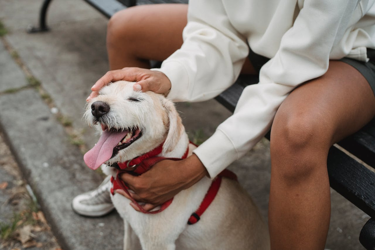 Este domingo llega una jornada especial de vacunación antirrábica para perros y gatos