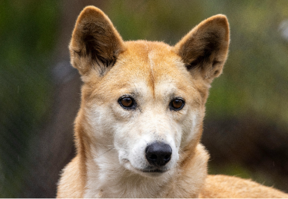 Brindan nuevas jornadas de atención veterinaria gratuita en Ángel Etcheverry