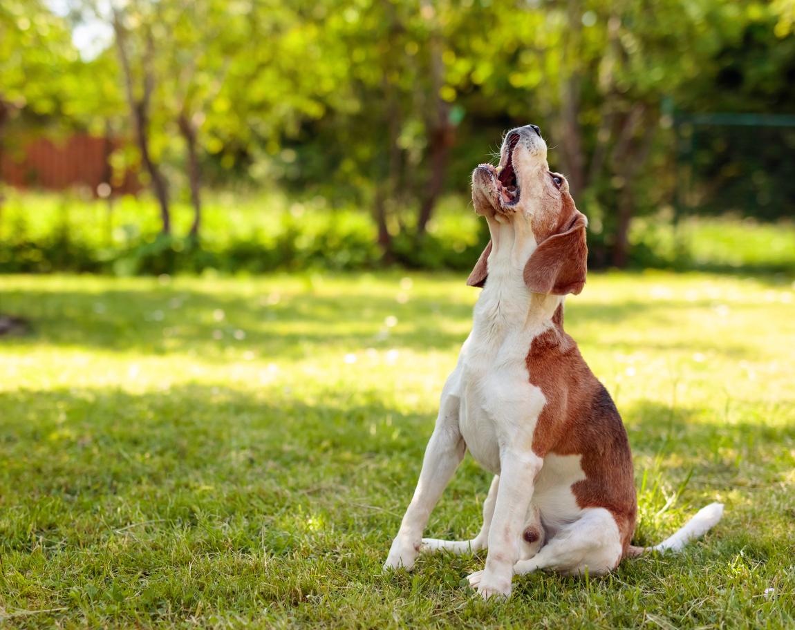 Qué significa el aullido de los perros y por qué lo hacen
