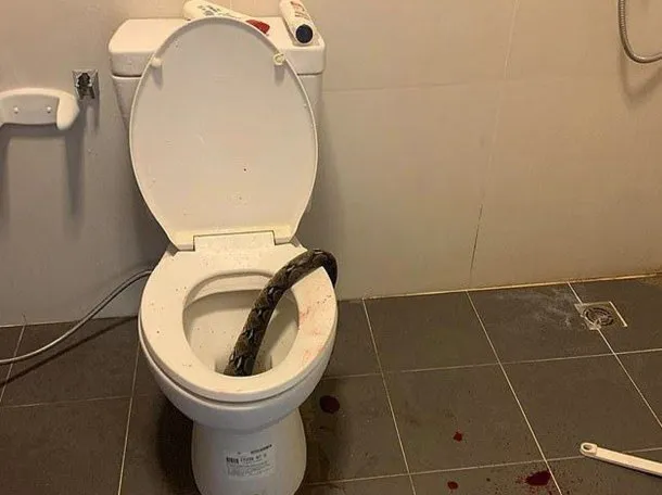 Tailandia: se sentó en el inodoro y una pitón le mordió los testículos