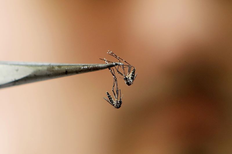 Detectan mutaciones en mosquitos que los hacen resistentes a insecticidas en el AMBA