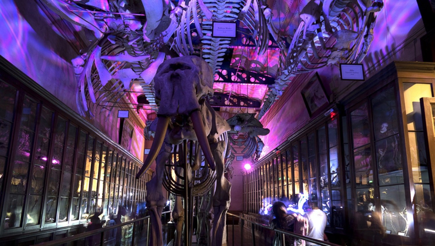 La Plata se ilumina para una noche de cultura: llega “Museos a la luz de la luna”