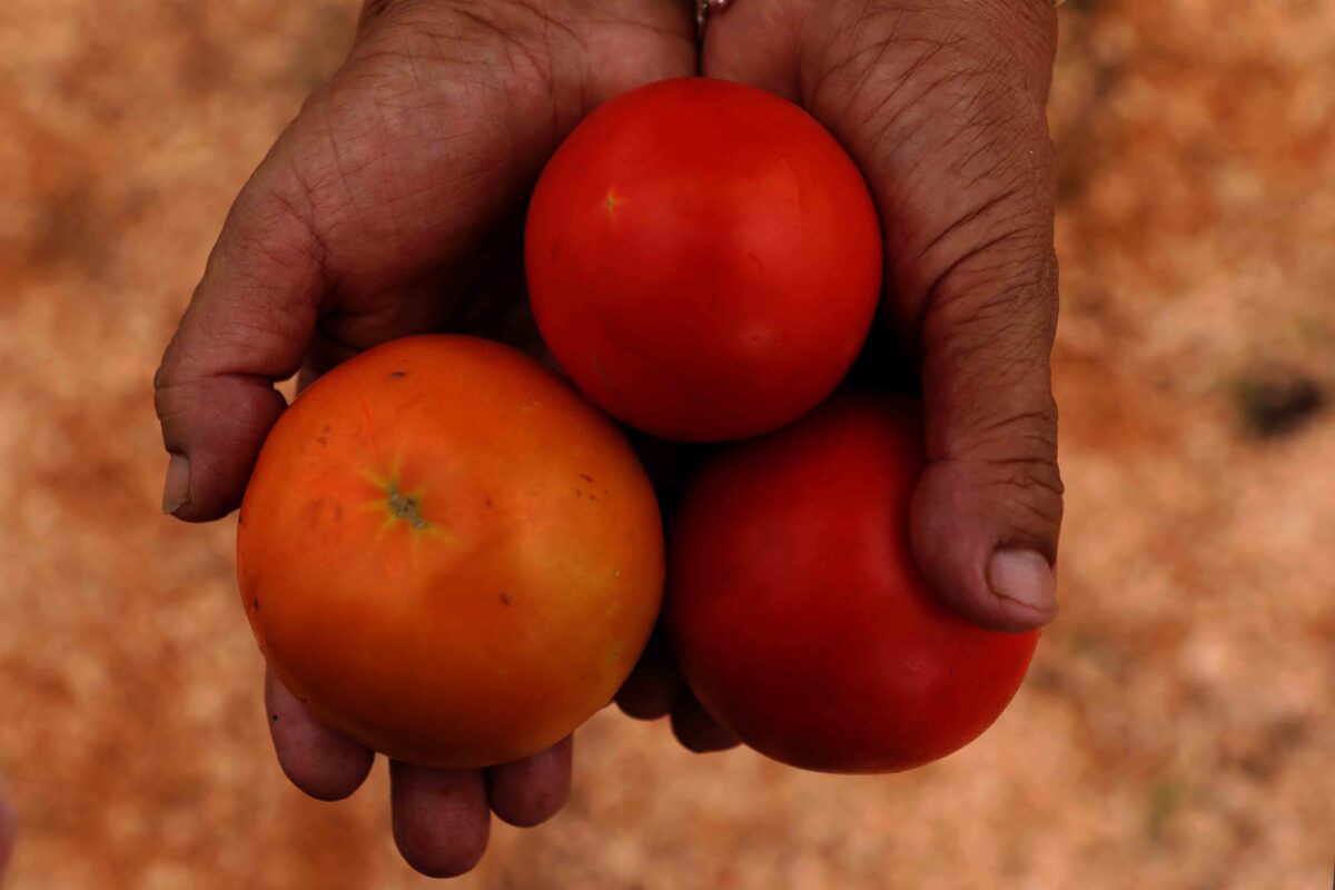 La UNLP impulsa la producción de tomates en La Plata con innovadoras técnicas agrícolas