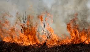 Ya tiene fecha el juicio por los incendios en el Delta del Paraná que arrasaron con más de 6 mil hectáreas