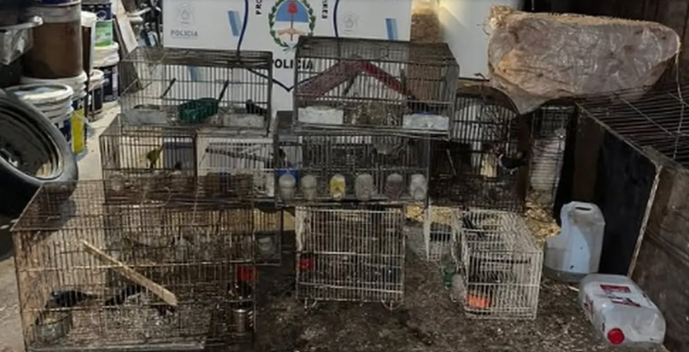 Rescataron 20 aves exóticas en La Plata y detuvieron a un hombre por maltrato animal