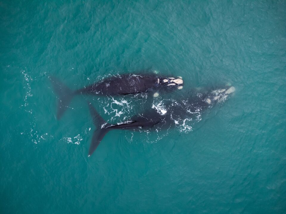 Mar del Plata se llenó de magia: avistaron siete ballenas francas australes nadando cerca de la costa