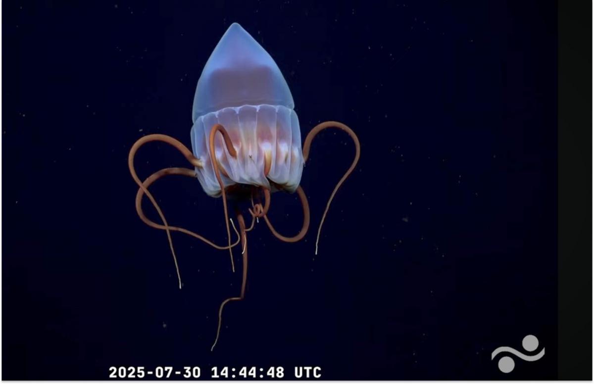 El fondo del mar, en vivo: la expedición científica del Conicet sigue en marcha