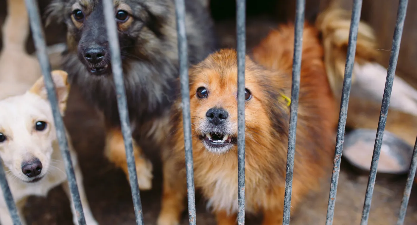 La nueva fiscalía de maltrato animal en La Plata tuvo su primera detención