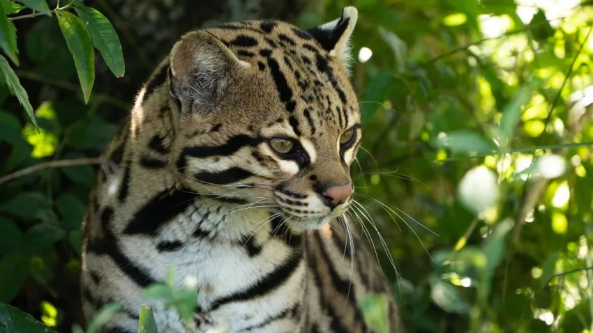 Ecosistema en equilibrio: liberaron a una ocelote en el Parque Iberá