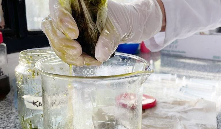 Docentes de la UNLP premiadas en Río por un trabajo sobre cannabis y salud bucal