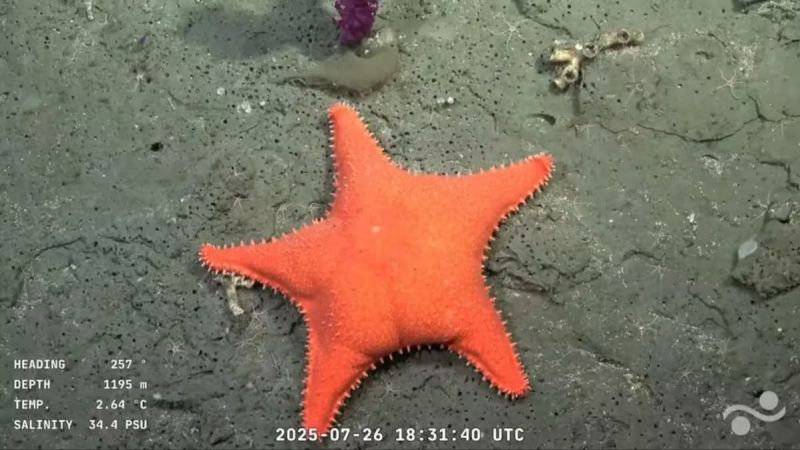 El CONICET inicia una nueva expedición submarina en el Atlántico Sur con transmisión en vivo