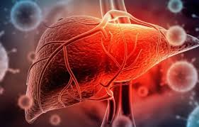 Científicos del CONICET descubren una vía para reducir la hepatitis fulminante
