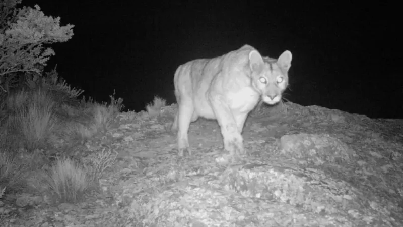 Alerta en Pilar: buscan a un puma suelto en un country