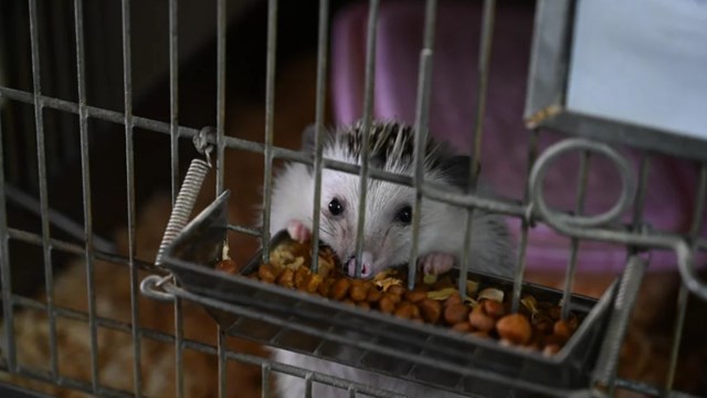 Rescataron 87 erizos africanos de un criadero ilegal en Balvanera