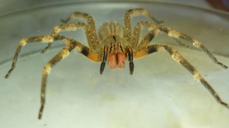 ¿Puede llegar a La Plata la peligrosa “araña de los bananos”?
