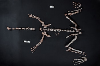 Hallazgo histórico en La Rioja: descubren uno de los dinosaurios más antiguos del mundo