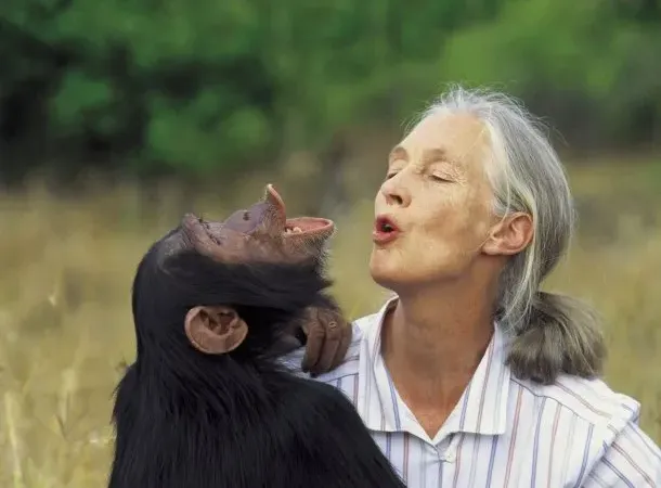 Falleció Jane Goodall, la científica que dedicó su vida a los chimpancés