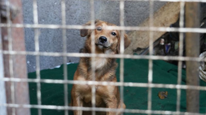 La Plata: La nueva fiscalía de maltrato animal ya rescató más de 50 animales en solo dos meses