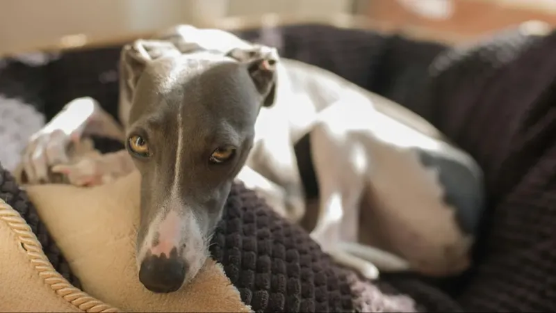 Rescataron cinco galgos usados para cazar en La Plata: el dueño fue detenido