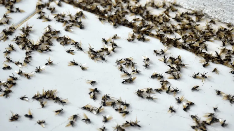 Invasión de hormigas voladoras: qué está pasando en el AMBA