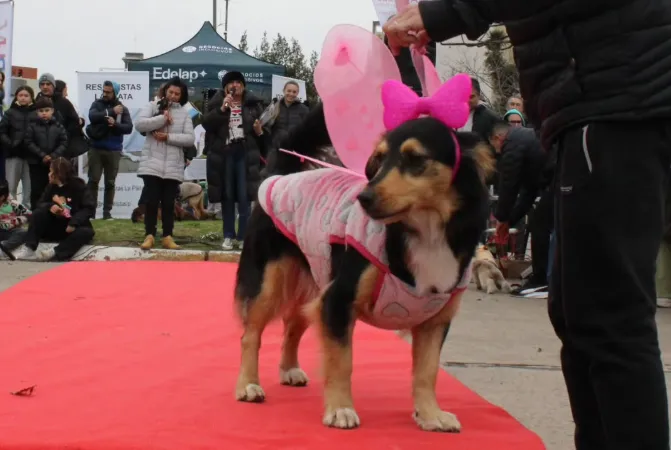 Desfile de mascotas en La Plata: disfraces, alegría y conciencia animal en una tarde de Halloween
