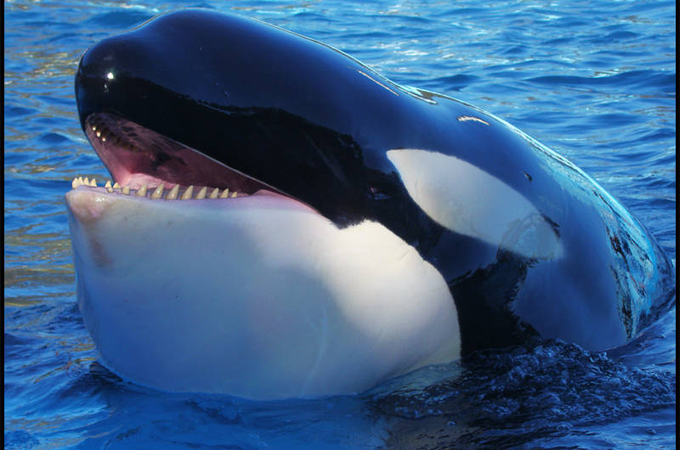 Murió Kshamenk, la orca emblema de Mundo Marino tras 33 años en cautiverio