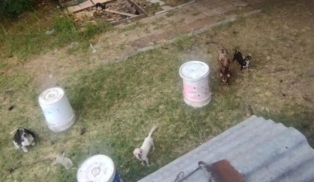 Desbaratan un criadero clandestino y ponen a salvo a perros y gatos en La Plata