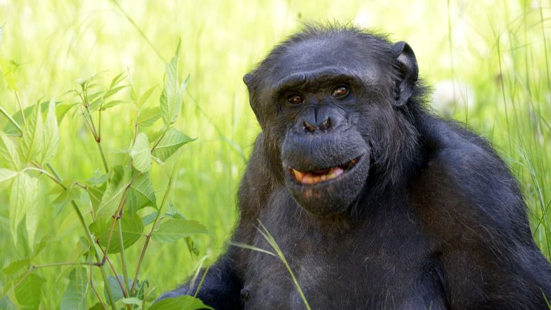 Falleció Tomy, el chimpancé emblemático del Bioparque La Plata