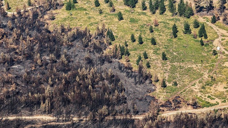 Un mes de incendios en Chubut: más de 50 mil hectáreas arrasadas y una crisis que no afloja