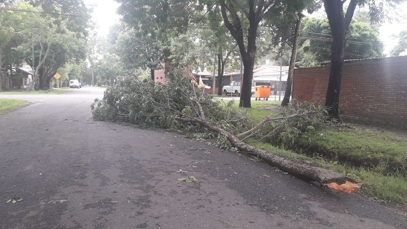 La breve tormenta dejó árboles caídos, postes en el piso y cortes de luz