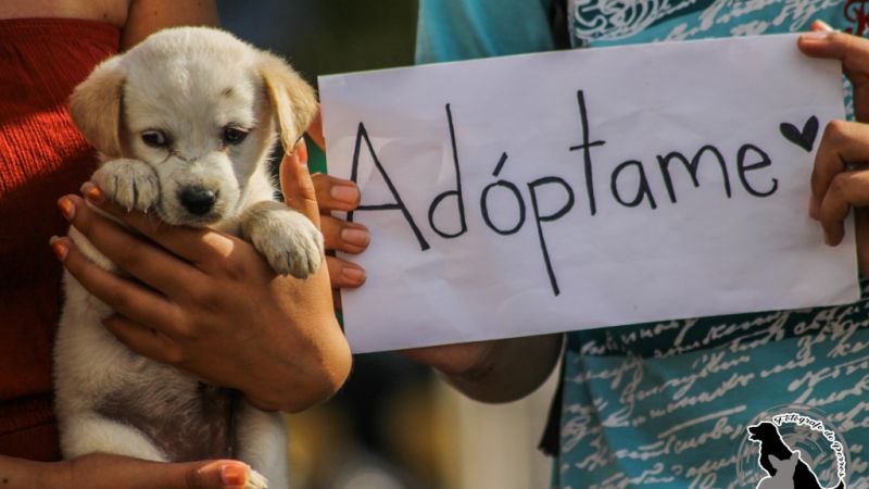 Plaza Belgrano tendrá una feria solidaria a beneficio de animales rescatados