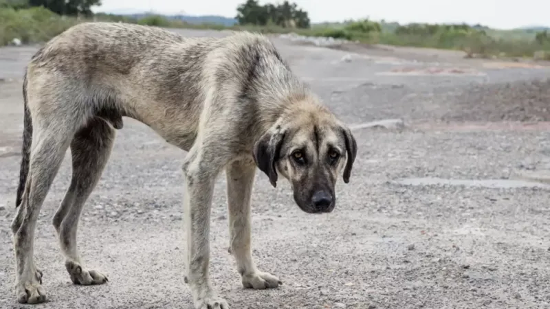 Crearon una fundación para denunciar y judicializar casos de maltrato animal