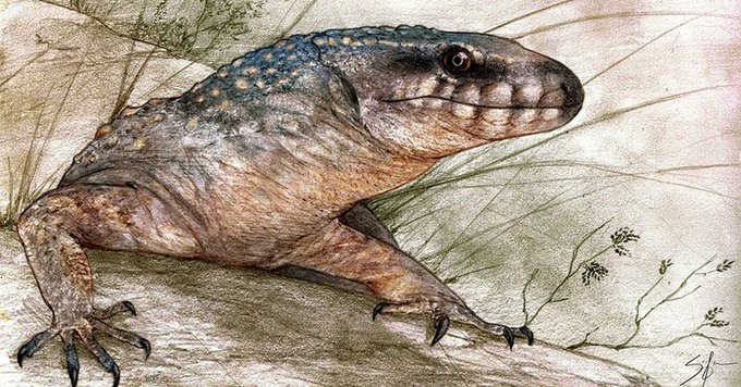 Descubren en la Patagonia al “abuelo” de los lagartos, una especie única de la era de los dinosaurios