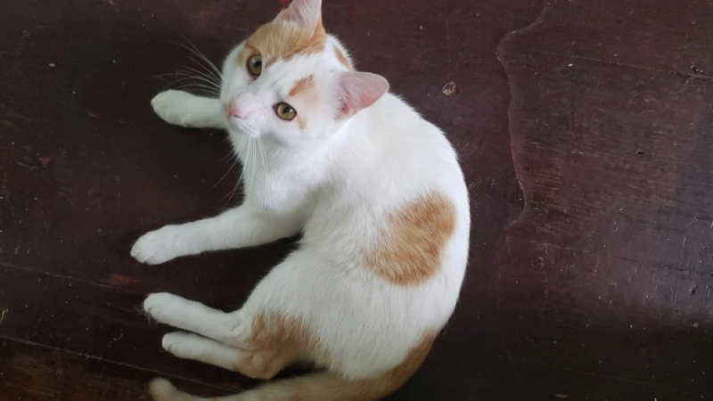 Villa Elisa: buscan intensamente a “Pinito”, un gatito perdido y piden colaboración vecinal