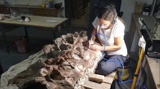 Presentaron en Chubut una nueva especie de dinosaurio de 160 millones de años