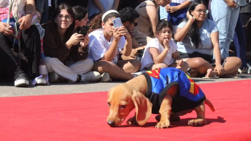 Se viene un novedoso desfile de mascotas en La Plata: cuándo, dónde es y qué se podrá hacer