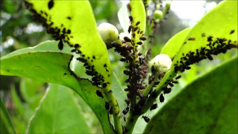 Un científico argentino creó un robot que detecta plagas y aplica pesticidas con precisión