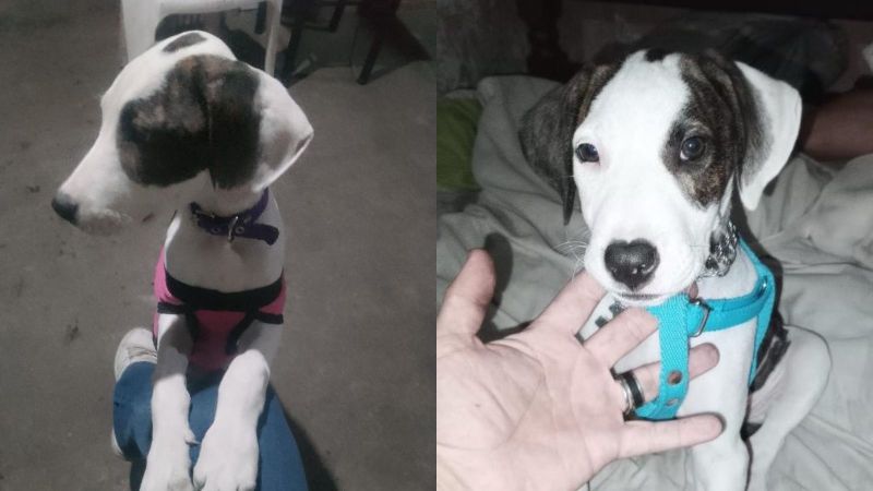 Buscan desesperadamente a una cachorra robada en Los Hornos y ofrecen $400 mil de recompensa