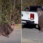 Sorpresa en Ensenada: un enorme elefante marino apareció sobre el camino a Isla Santiago y cortó el tránsito