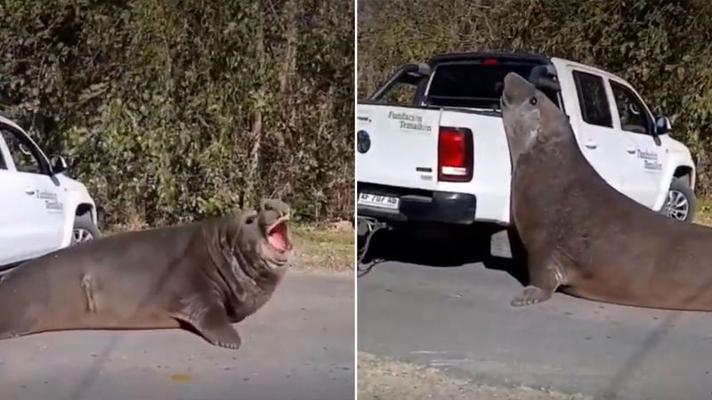 Sorpresa en Ensenada: un enorme elefante marino apareció sobre el camino a Isla Santiago y cortó el tránsito