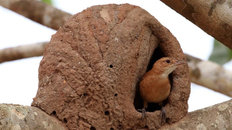 Los “superhéroes del cielo” de La Plata: las aves urbanas que conviven con la ciudad
