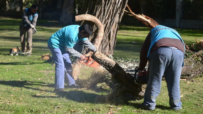La Plata intensifica las podas preventivas y avanza con un nuevo censo del arbolado urbano