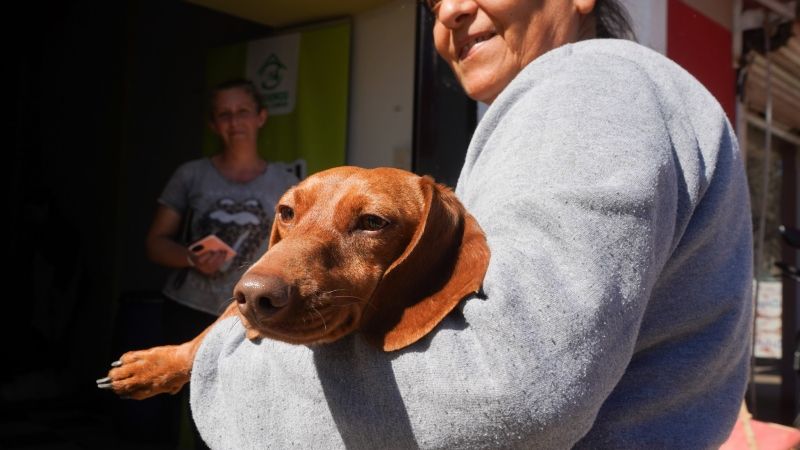 Vacunación antirrábica y castraciones gratuitas en La Plata: fechas y lugares de mayo