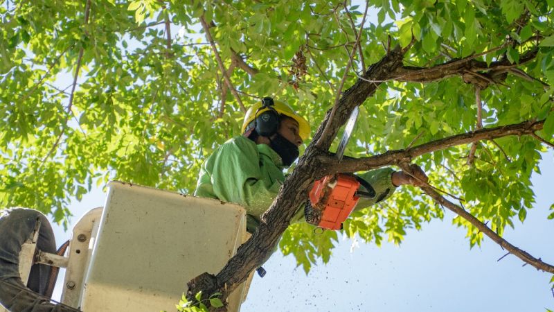 Corte de tránsito en diagonal 78 por tareas de poda