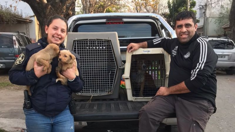 Rescataron cuatro perros durante un allanamiento por maltrato animal en La Plata