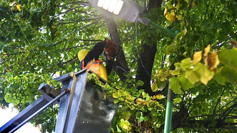 La Plata: disponen cortes de tránsito por tareas de mantenimiento del arbolado público