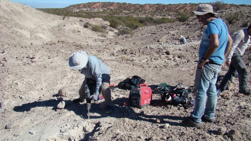La UNLP participó del descubrimiento de un gigante prehistórico que dominó la Tierra hace 237 millones de años