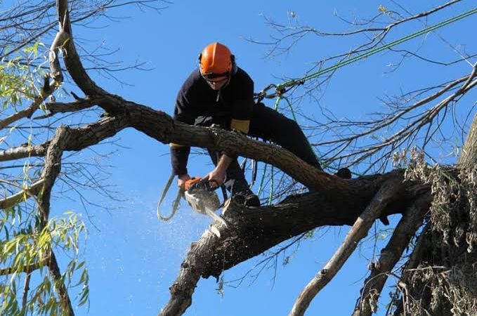 Continúan las tareas de poda en La Plata y habrá nuevos cortes de tránsito