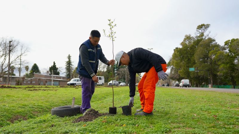 Plantaron 50 árboles nativos en la nueva bajada de la Autopista La Plata-Buenos Aires en City Bell